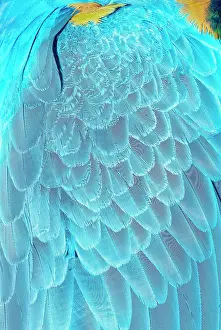 Ararauna: Feathers of a blue and gold macaw (Ara ararauna)