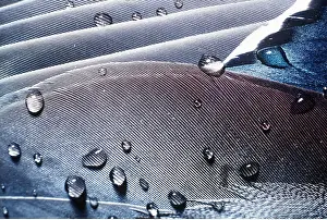 Mallard: Feathers of MALLARD DUCK with water drops