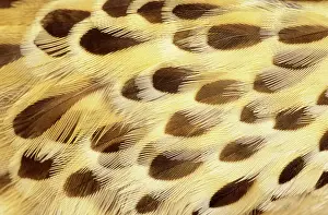 Pallidus: Feathers of Pallid Cuckoo