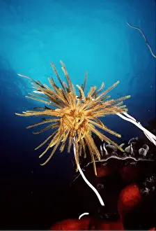 Crinoid: FEATHERSTAR