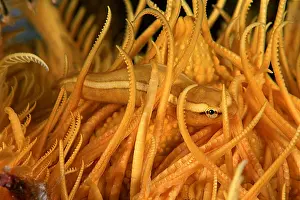 Crinoids: Featherstar clingfish, Discotrema crinophilum, Walindi, West