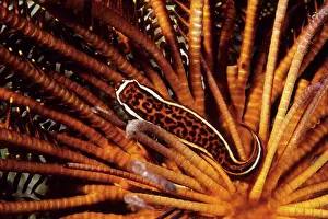 Corals: Featherstar clingfish, Discotrema crinophilum, Walindi, West