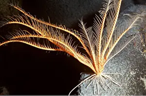 Crinoid: FEATHERSTAR CRINOID - (deep sea)
