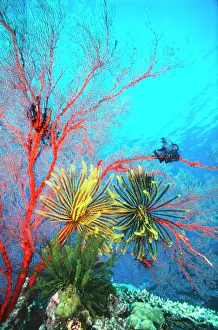 Fans: FEATHERSTAR / Crinoids - on a sea fan