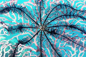 Fans: Featherstar (Order Comatulida) attached to a sea
