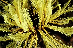 Feathery: Featherstars (Order Comatulida), named for the