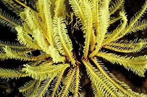 Feathery: Featherstars (Order Comatulida), named for the