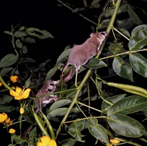 Glider: Feathertail Glider - climbing plant stem