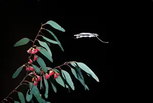 Glider: Feathertail Glider - in flight