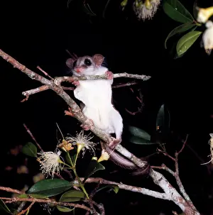 Glider: Feathertail Glider - showing underside
