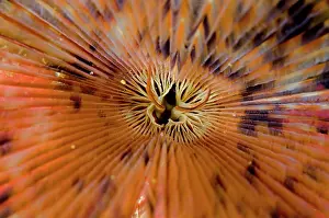 Feathery: Feathery Duster Worm