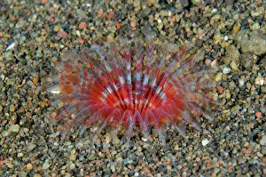 Worm: Feathery Duster Worm - Bulaken dive site, Amed