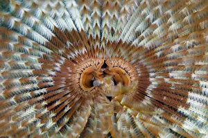 Worm: Feathery Duster Worm - Jemeluk Gallery dive site