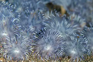 Worm: Feathery Duster Worms