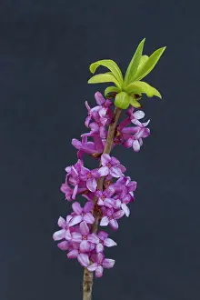 Daphne: February Daphne, Mezereon flowering