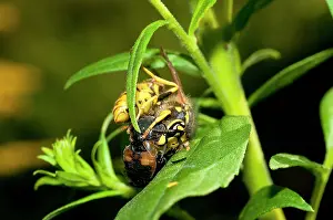 Vespa: to feed its larvae