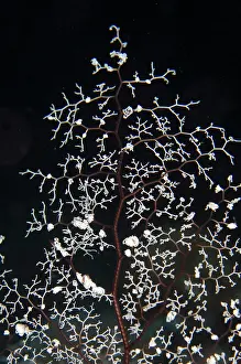 Menjangan: Feeding ams of Giant Basket Star - night dive - NusaBay Menj