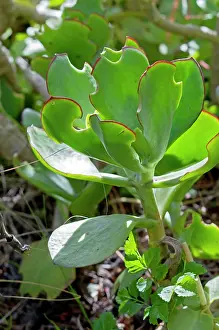 Weevils: Feeding damage to leaves of Pig's Ears succulent