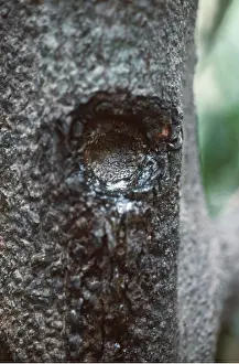 Holes: Feeding holes in Tree gouged by Marmoset