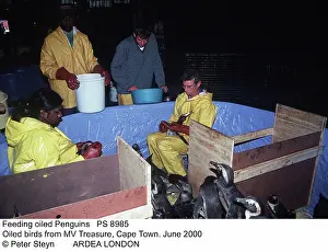 Rescues: Feeding oiled Penguins