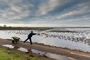 Blackpool: Feeding - swans, ducks and geese