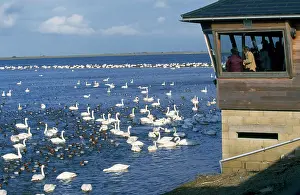 Birdwatchers: Feeding time at Welney Wildfowl & Wetlands Trust