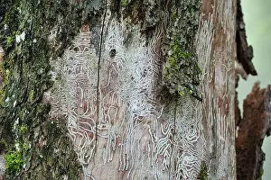 Trace: Feeding Traces beetle larvae on tree trunk