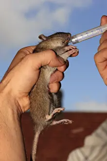 Needles: Feeding a young rat found weak and
