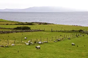 Littorals: Feeds to sheep in seaside Ireland