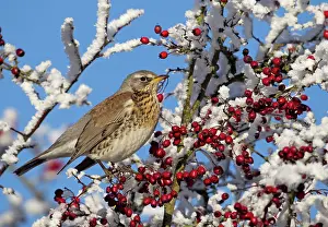 Pilaris: Feildfare - in a berry tree after a hoar frost - December