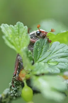 Sitzt: Feldmaikafer (Melolontha melolontha), sitzt auf
