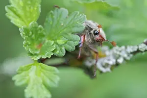 Sitzt: Feldmaikafer (Melolontha melolontha), sitzt auf