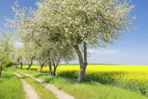 Lane: Feldweg zwischen bluhenden Rapsfeldern (Brassica