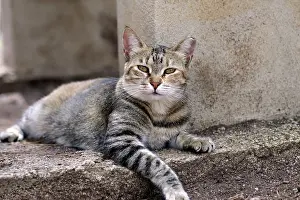 Catus: Felidae (Felis catus), domestic animal, grey, outside