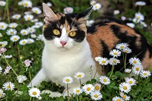 Located: (Felis catus), tricolor, tortoiseshell cat, located