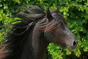 Fell: Fell pony, portrait, Germany, Europe