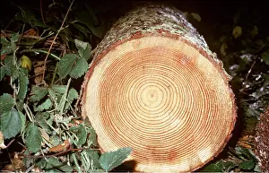 Ardea London: FELLED LARCH LOG - showing growth rings