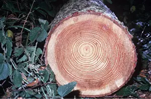 Ardea London: FELLED LARCH - showing growth rings