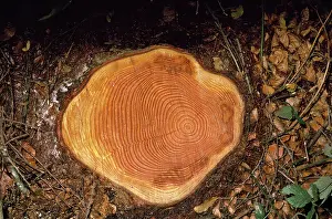 Ardea London: Felled Larch - showing growth rings on stump