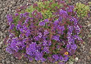 Canaries: Felty sea-lavender - endemic to Lanzarote