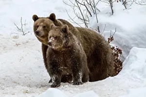Monochrome: Female and 1-year-old European brown bear (Ursus