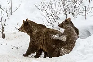 Monochrome: Female and 1-year-old European brown bear (Ursus