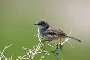 Sardinian: Female of 1st winter Sardinian Warbler