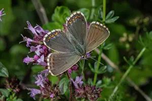 Nectar: Female Adonis blue, Lysandra bellargus, second b