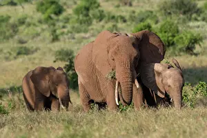 Tsavo: A female African elephant (Loxodonta africana) and