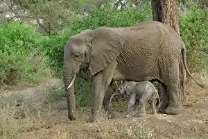 Manyara: Female African Elephant with newborn baby