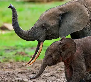 Shade: Female African forest elephant (Loxodonta cyclot