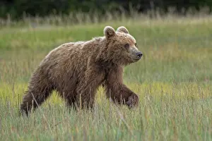 Lake Clark National Park And Pr: Female Alaskan brown bear cub in meadow grasses, Lake Clark