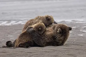 Nurturing: Female Alaskan brown bear nursing two cubs, Lake Clark