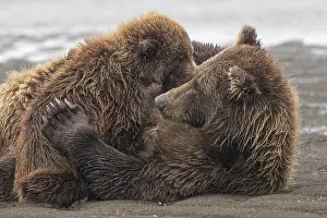 Nurturing: Female Alaskan brown bear nursing two cubs, Lake Clark
